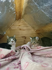 Cattery - Deluxe Garden loft