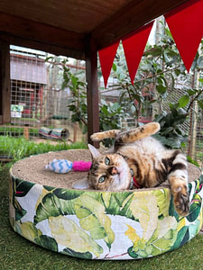 Cat lounging on scratcher