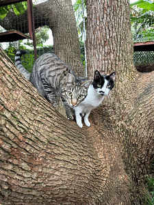 Cats in a tree