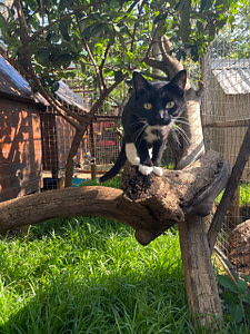Cattery near me