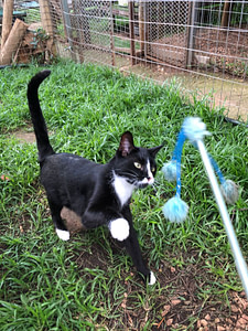 Playtime at The Cat Hotel