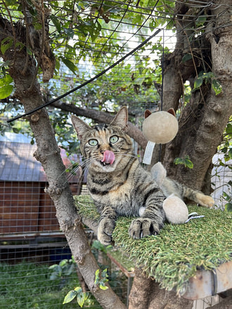 About The Cat Hotel