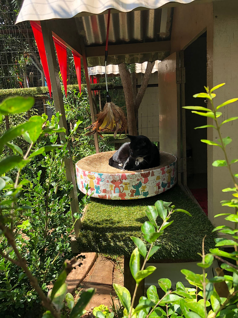 Cat Boarding