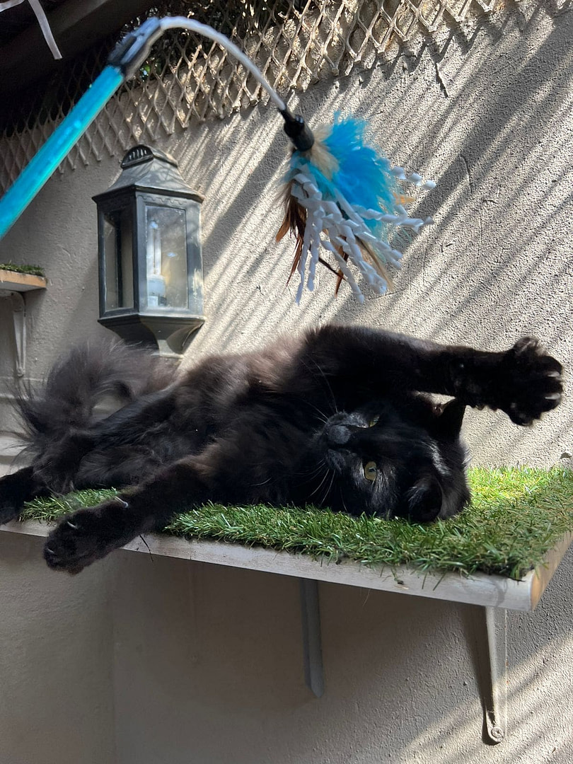 Playtime at The Cat Hotel