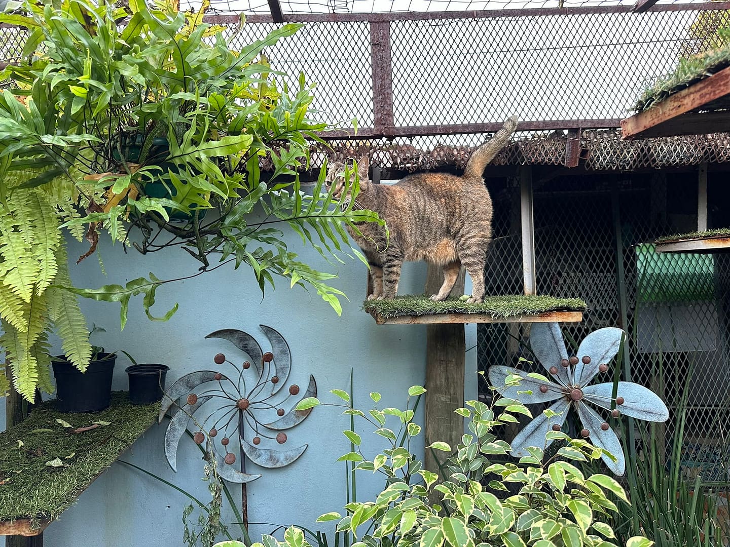 Playtime at The Cat Hotel