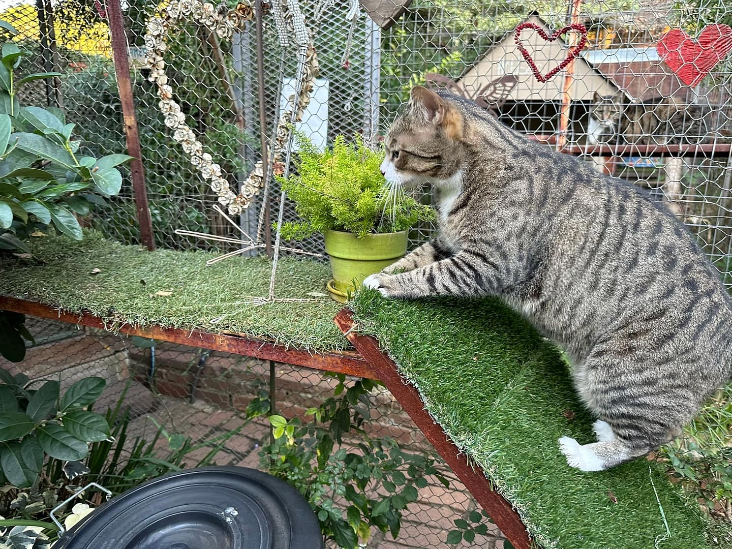 Playtime at The Cat Hotel