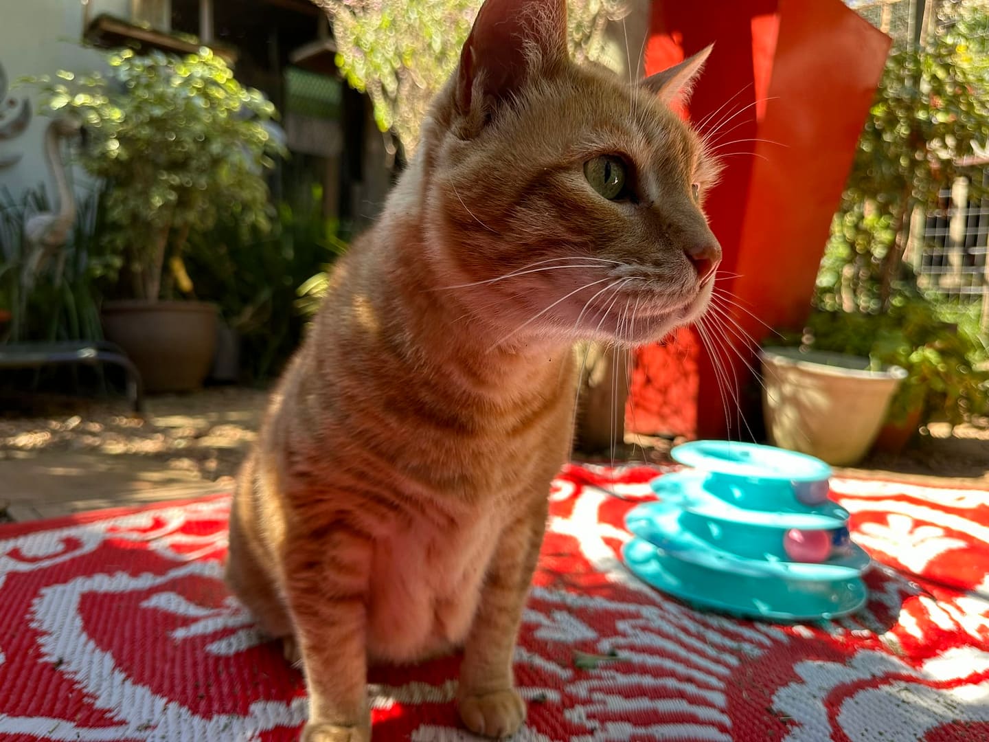 Playtime at The Cat Hotel