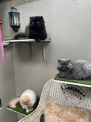 Cat Boarding Rooms - Deluxe Indoor ledges