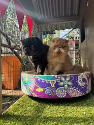 Cat Boarding Rooms - Standard Garden patio