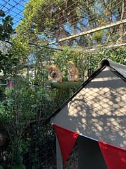 Cat Boarding Rooms - Standard Garden ledges