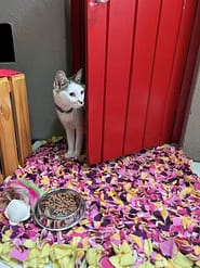 Cat Boarding Rooms - Standard Indoor
