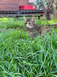 Cat Boarding Rooms - Deluxe Garden grass