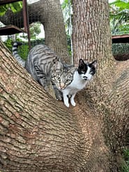 Cat Boarding Rooms - Deluxe Garden tree