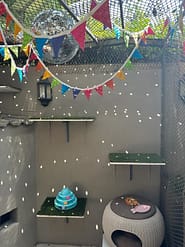 Cat Boarding Rooms - Deluxe Indoor playtime