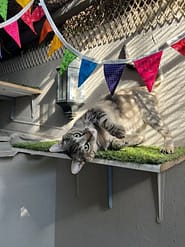 Cat Boarding Rooms - Deluxe Indoor ledges
