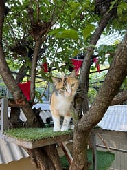Cat Boarding Rooms - Standard Garden trees