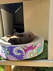Cat Boarding Rooms - Standard Garden scratchers