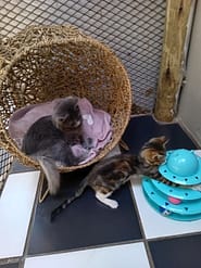 Cat Boarding Rooms - Standard Indoor playtime