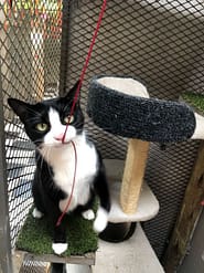 Cat Boarding Rooms - Standard Indoor playtime