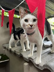 Cat Boarding Rooms - Standard Indoor roof