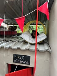 Cat Boarding Rooms - Standard Indoor roof
