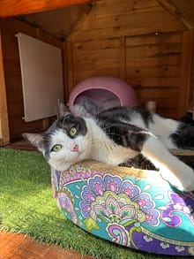 Cat Hotel and Cattery - Panel heaters in all villas