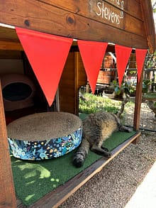 Cat Hotel and Cattery - Deluxe Garden patio