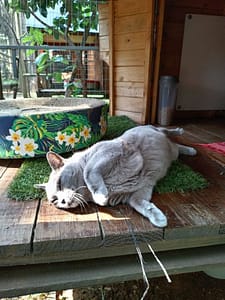 Cat asleep on patio