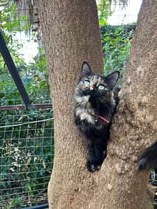 Cattery near me