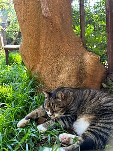 Cattery near me