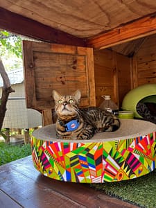 Boarding cattery