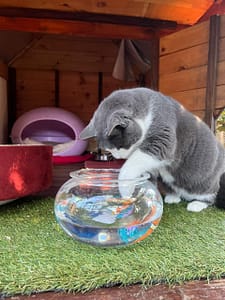 Playtime at The Cat Hotel