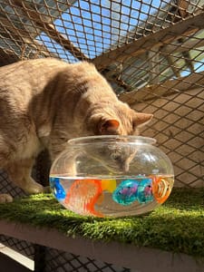 Playtime at The Cat Hotel
