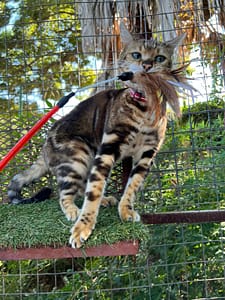 Playtime at The Cat Hotel