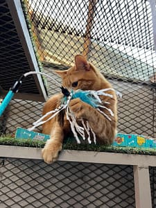 Playtime at The Cat Hotel