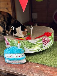 Playtime at The Cat Hotel