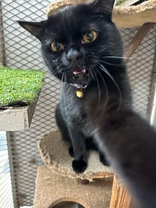 Playtime at The Cat Hotel