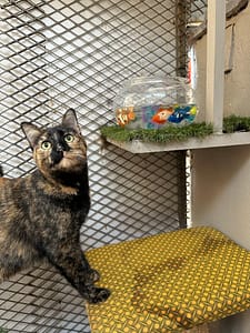 Playtime at The Cat Hotel