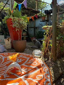 Playtime at The Cat Hotel