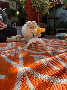 Playtime at The Cat Hotel