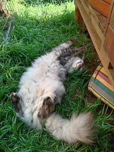 Playtime at The Cat Hotel