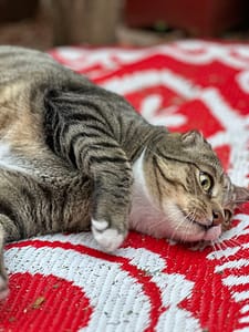 Playtime at The Cat Hotel