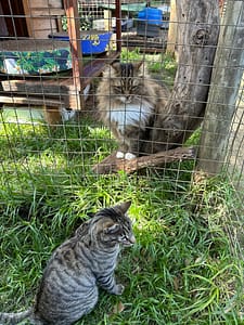 Playtime at The Cat Hotel