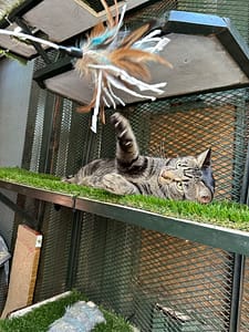 Playtime at The Cat Hotel
