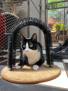 Cattery near me