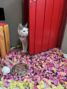 The Cat Hotel