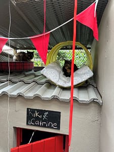 Two cats lounging on roof