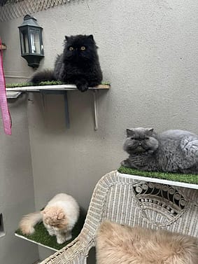 Cat Boarding Rates - Deluxe Indoor Rooms