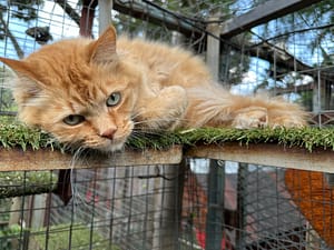 The Cat Hotel