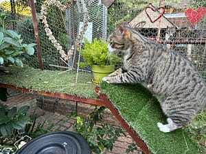 Playtime at The Cat Hotel